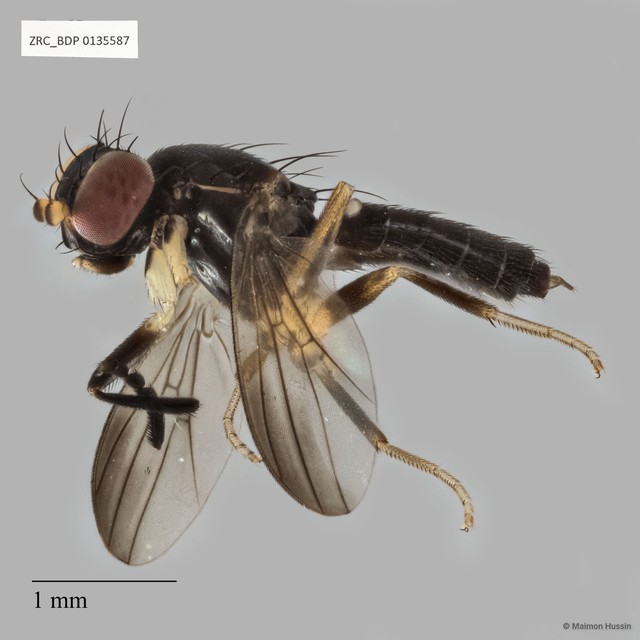 Clusiidae sp. "ZRCBDP0135587" • © Maimon Hussin • All Rights Reserved