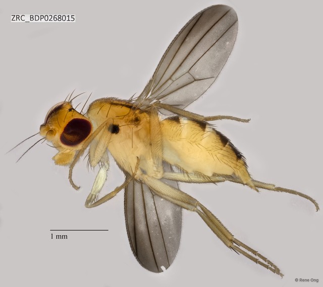 Clusiidae sp. "ZRCBDP0268015" • © Rene Ong • All Rights Reserved