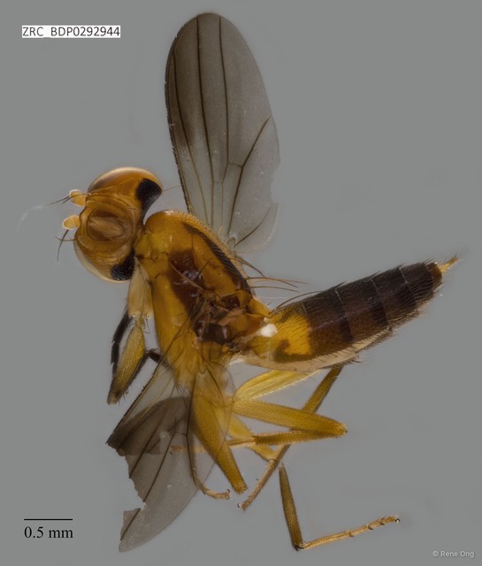 Clusiidae sp. "ZRCBDP0292944" • © Rene Ong • All Rights Reserved