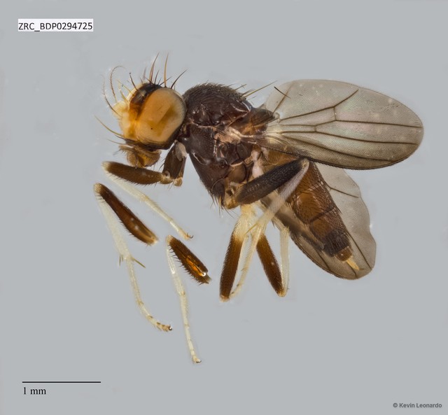 Clusiidae sp. "ZRCBDP0293392" • © Kevin Leonardo • All Rights Reserved