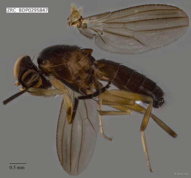 Clusiidae sp. "ZRCBDP0295847" • © Rene Ong • All Rights Reserved