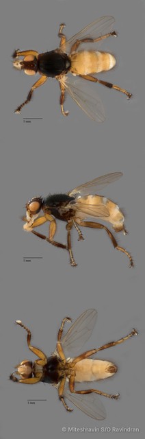 Coelopidae sp. "ZRCBDP0102622" • © Miteshravin S/O Ravindran • All Rights Reserved