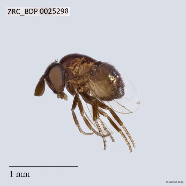 Cryptochetidae sp. "ZRCBDP0025298" • © Sabrina Tang • All Rights Reserved
