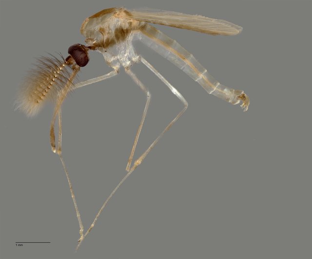 Culicidae sp. "Aedes/Culex ZRCBDP0011676" • © Arina Adom • All Rights Reserved