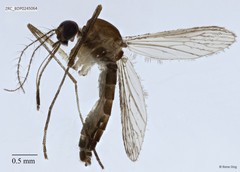 Culicidae sp. "Aedes/Culex ZRCBDP0011676" • © Rene Ong • All Rights Reserved