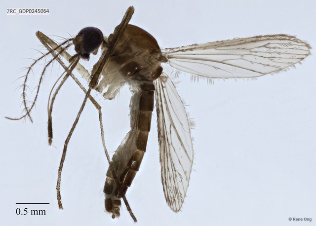 Culicidae sp. "Aedes/Culex ZRCBDP0011676"