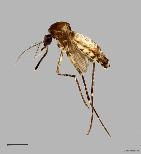 Culicidae sp. "ZRCBDP0009450" • © Theodore Lee • All Rights Reserved