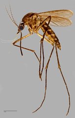 Culicidae sp. "ZRCBDP0009475"
