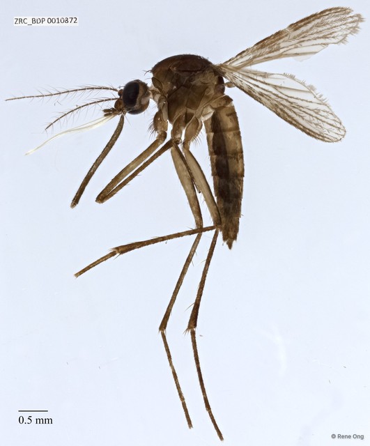 Culicidae sp. "ZRCBDP0009475"