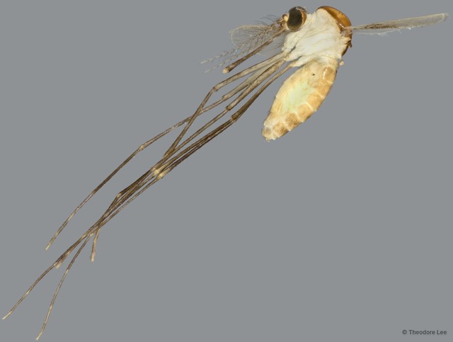 Culicidae sp. "ZRCBDP0009569" • © Theodore Lee • All Rights Reserved