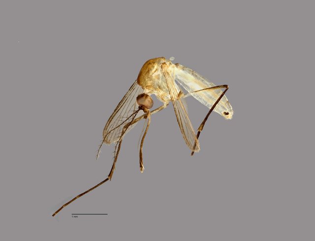 Culicidae sp. "ZRCBDP0009653"