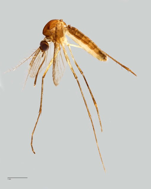 Culicidae sp. "ZRCBDP0009653"