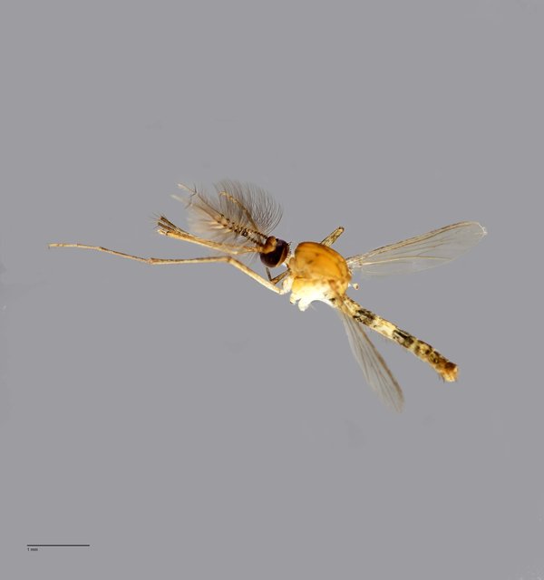 Culicidae sp. "ZRCBDP0009653" • © Arina Adom • All Rights Reserved
