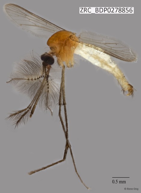 Culicidae sp. "ZRCBDP0009653"