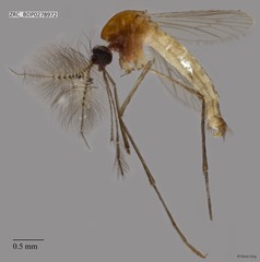 Culicidae sp. "ZRCBDP0009653" • © Rene Ong • All Rights Reserved