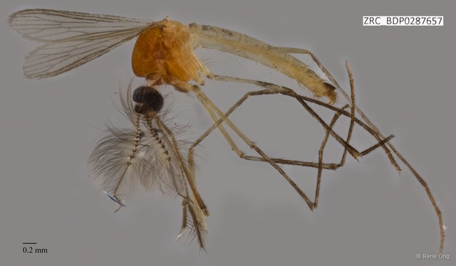 Culicidae sp. "ZRCBDP0009653"