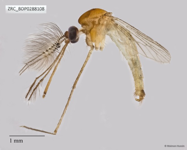 Culicidae sp. "ZRCBDP0009653"