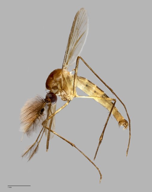 Culicidae sp. "ZRCBDP0009878"