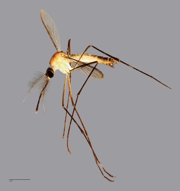 Culicidae sp. "ZRCBDP0010065" • © Arina Adom • All Rights Reserved