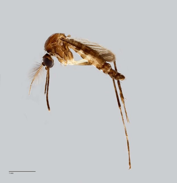 Culicidae sp. "ZRCBDP0010161" • © Arina Adom • All Rights Reserved