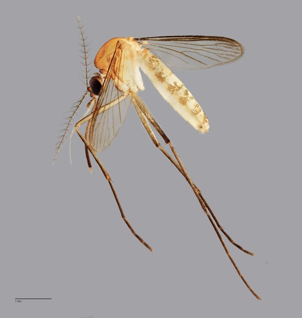 Culicidae sp. "ZRCBDP0010236"