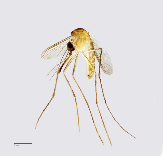 Culicidae sp. "ZRCBDP0010236" • © Arina Adom • All Rights Reserved