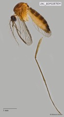 Culicidae sp. "ZRCBDP0010236" • © Maimon Hussin • All Rights Reserved