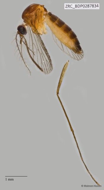 Culicidae sp. "ZRCBDP0010236"