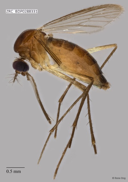 Culicidae sp. "ZRCBDP0010236"