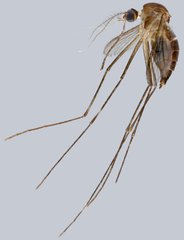 Culicidae sp. "ZRCBDP0010445" • © Arina Adom • All Rights Reserved