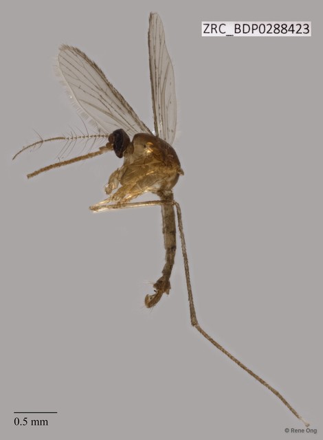 Culicidae sp. "ZRCBDP0010445"