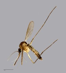 Culicidae sp. "ZRCBDP0011204"