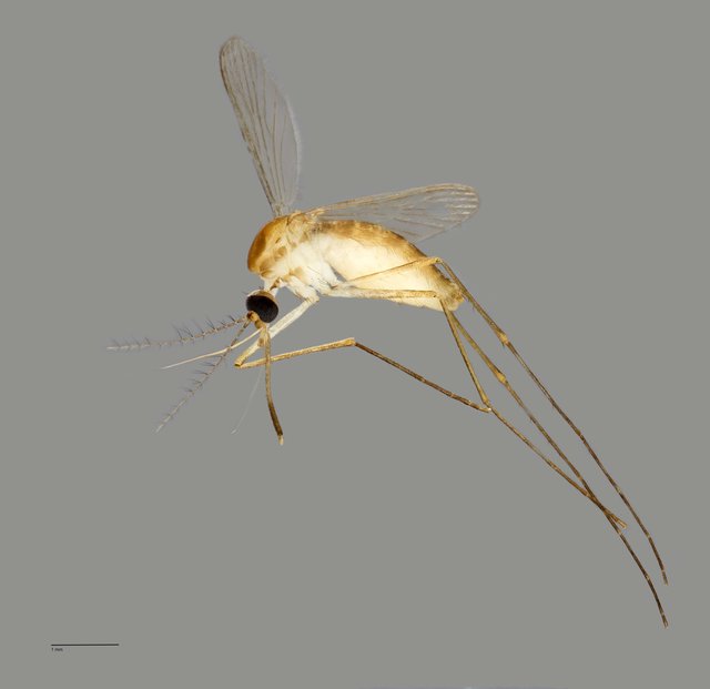 Culicidae sp. "ZRCBDP0011367" • © Arina Adom • All Rights Reserved