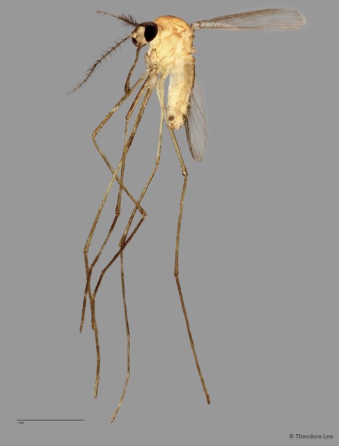 Culicidae sp. "ZRCBDP0011433" • © Theodore Lee • All Rights Reserved
