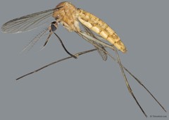 Culicidae sp. "ZRCBDP0011460"