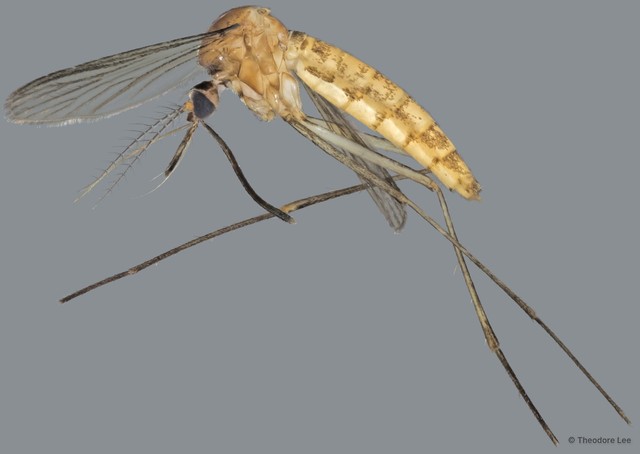 Culicidae sp. "ZRCBDP0011460" • © Theodore Lee • All Rights Reserved