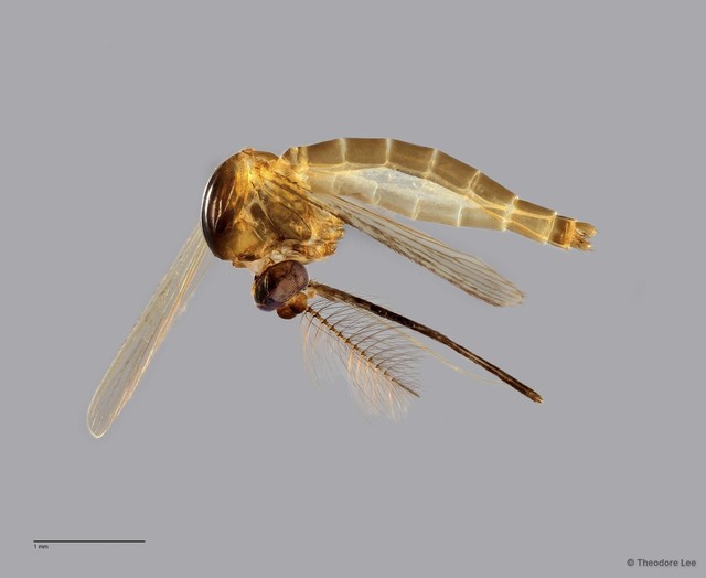Culicidae sp. "ZRCBDP0011489" • © Theodore Lee • All Rights Reserved