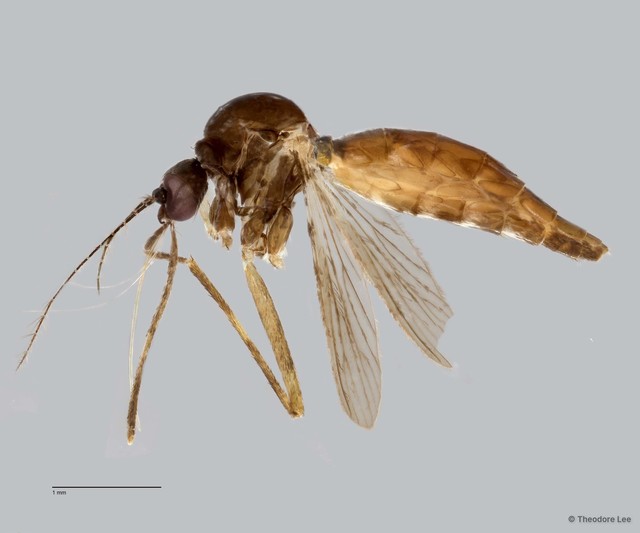 Culicidae sp. "ZRCBDP0011592" • © Theodore Lee • All Rights Reserved