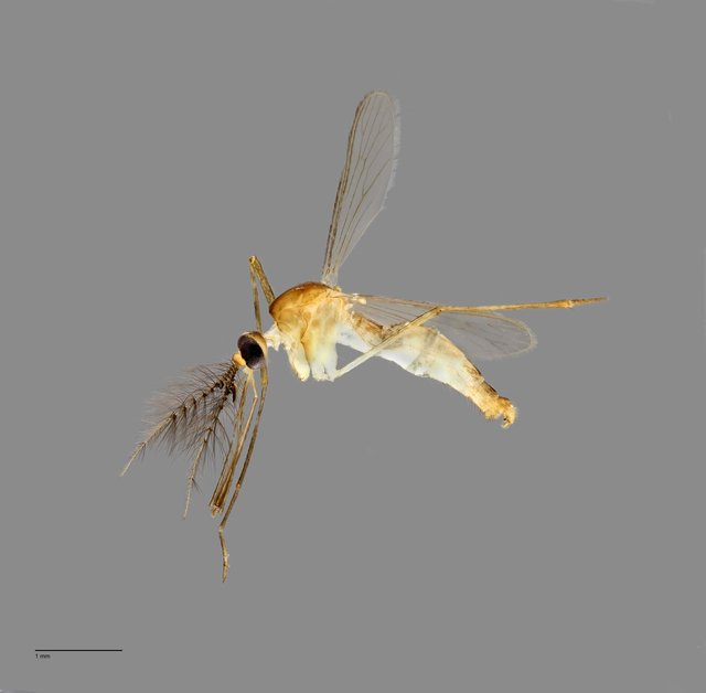 Culicidae sp. "ZRCBDP0011624" • © Arina Adom • All Rights Reserved