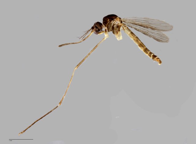 Culicidae sp. "ZRCBDP0011635" • © Arina Adom • All Rights Reserved
