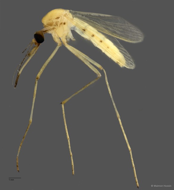 Culicidae sp. "ZRCBDP0011715" • © Maimon Hussin • All Rights Reserved