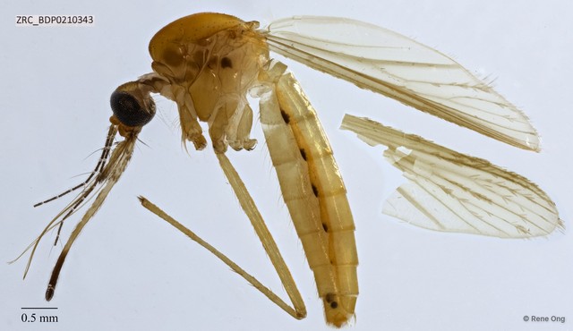Culicidae sp. "ZRCBDP0011715"