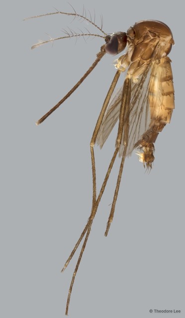 Culicidae sp. "ZRCBDP0011768" • © Theodore Lee • All Rights Reserved