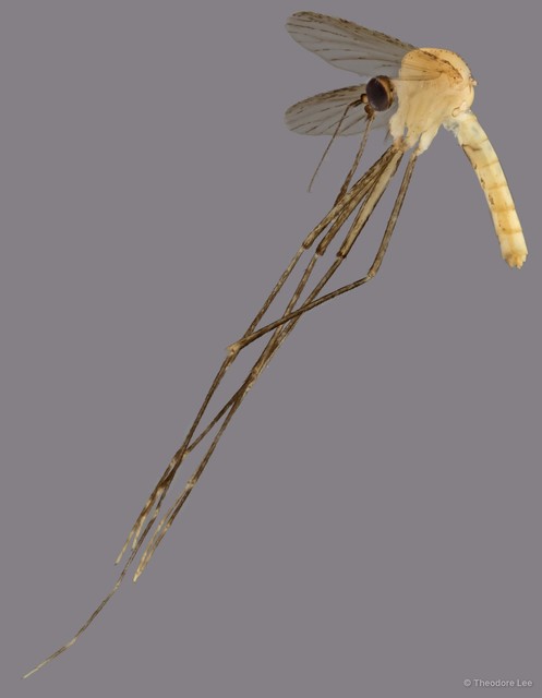 Culicidae sp. "ZRCBDP0011794" • © Theodore Lee • All Rights Reserved