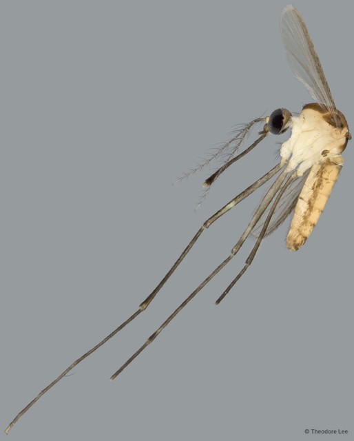 Culicidae sp. "ZRCBDP0011859" • © Theodore Lee • All Rights Reserved