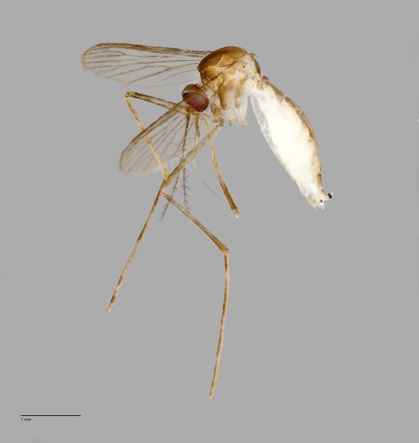 Culicidae sp. "ZRCBDP0011861" • © Arina Adom • All Rights Reserved