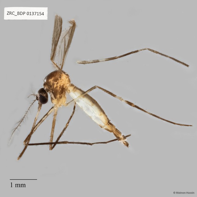 Culicidae sp. "ZRCBDP0137154" • © Maimon Hussin • All Rights Reserved