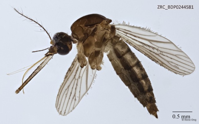 Culicidae sp. "ZRCBDP0210261" • © Rene Ong • All Rights Reserved