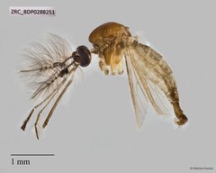 Culicidae sp. "ZRCBDP0210421" • © Maimon Hussin • All Rights Reserved