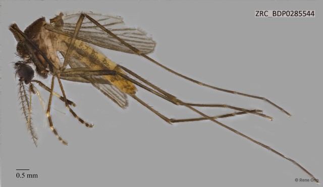 Culicidae sp. "ZRCBDP0285544" • © Rene Ong • All Rights Reserved